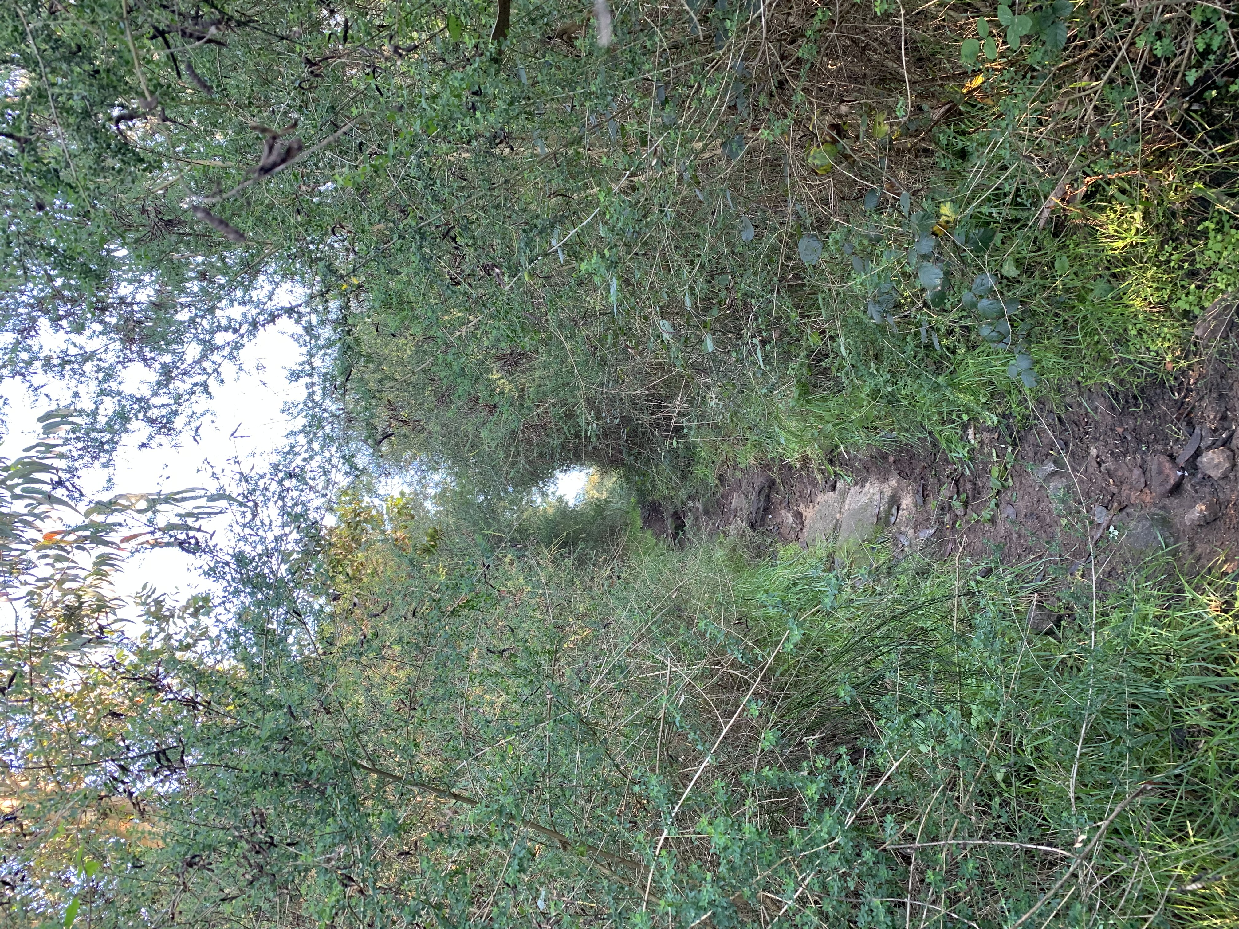Caminho misterioso na bouça envolto em vegetação densa