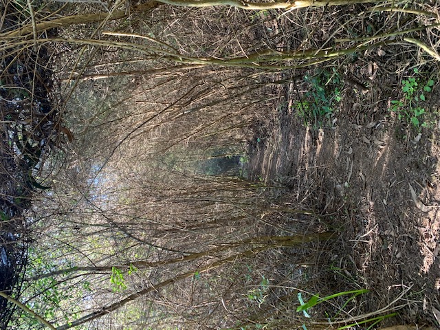 Caminho sob túnel de vegetação seca