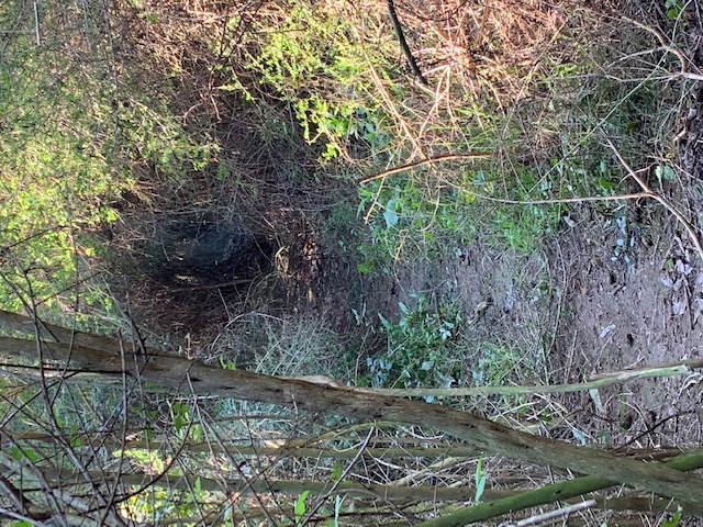 Entrada de um trilho na floresta